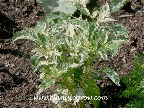 Sparkler is a variegated leaf Ornamental Pepper.